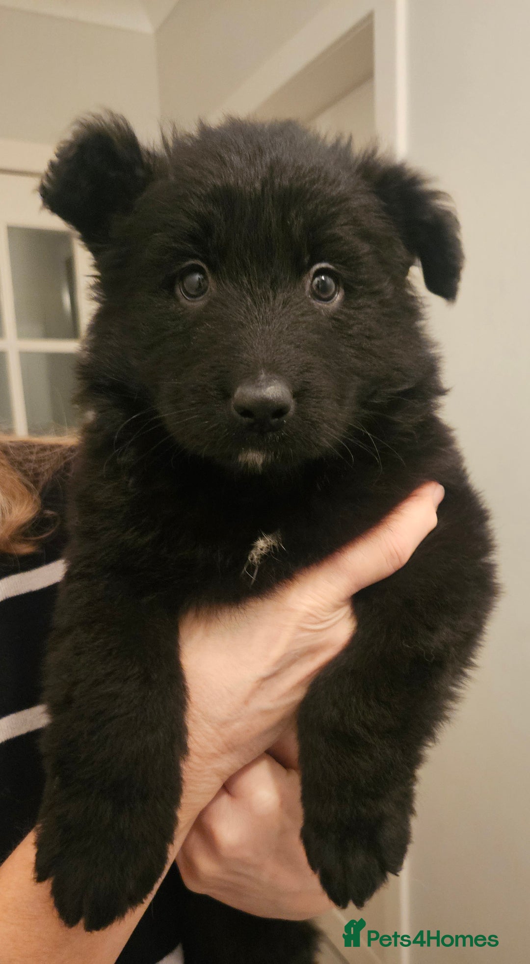 German Shepherd dogs for sale: Long haired german shepherd puppies - Advert 9