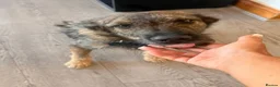 Mixed Breed dogs for adoption: Meet Bryn, currently residing in Essex  in Romford - Advert 2