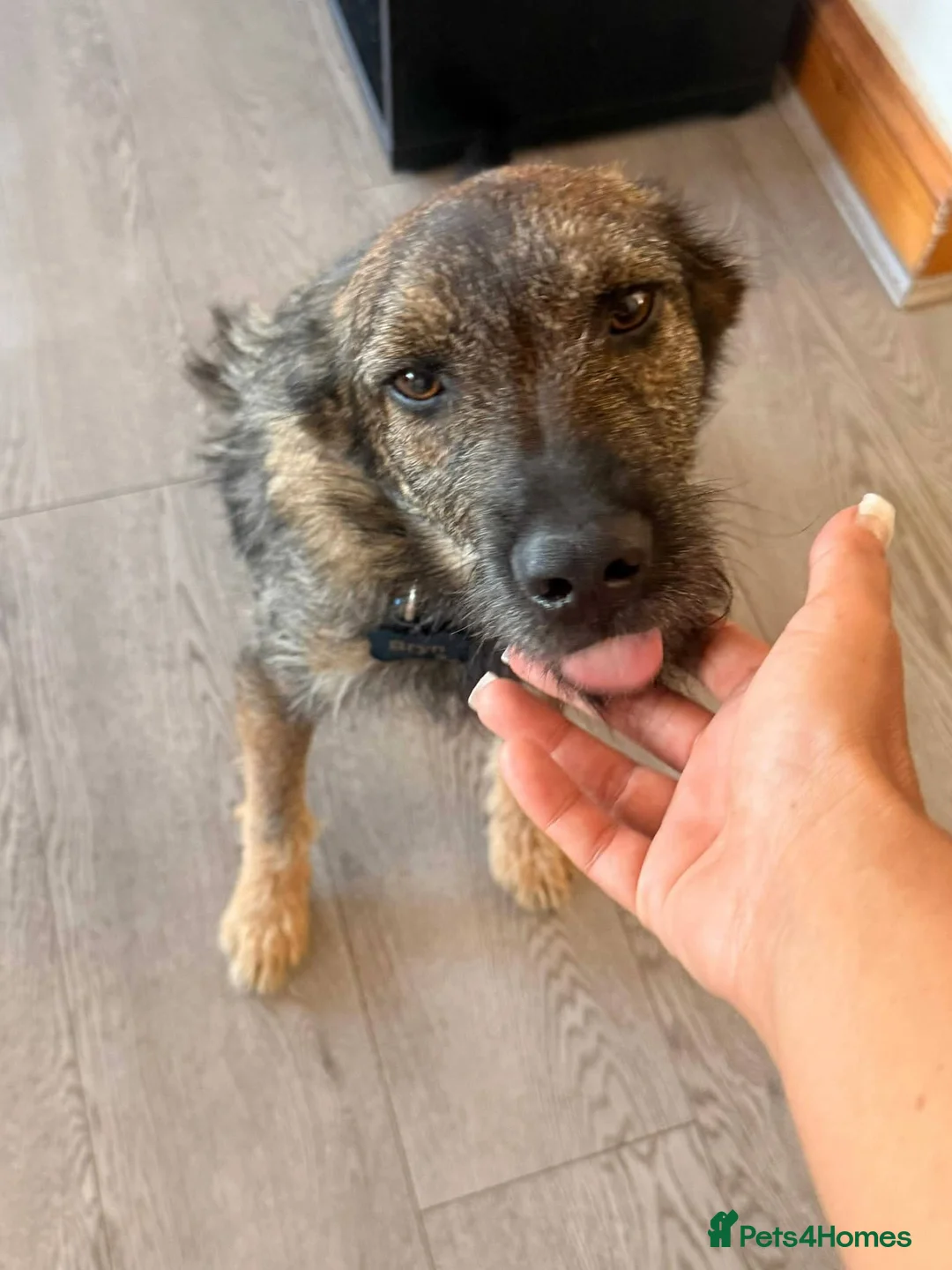 Mixed Breed dogs for adoption: Meet Bryn, currently residing in Essex  in Romford - Advert 2