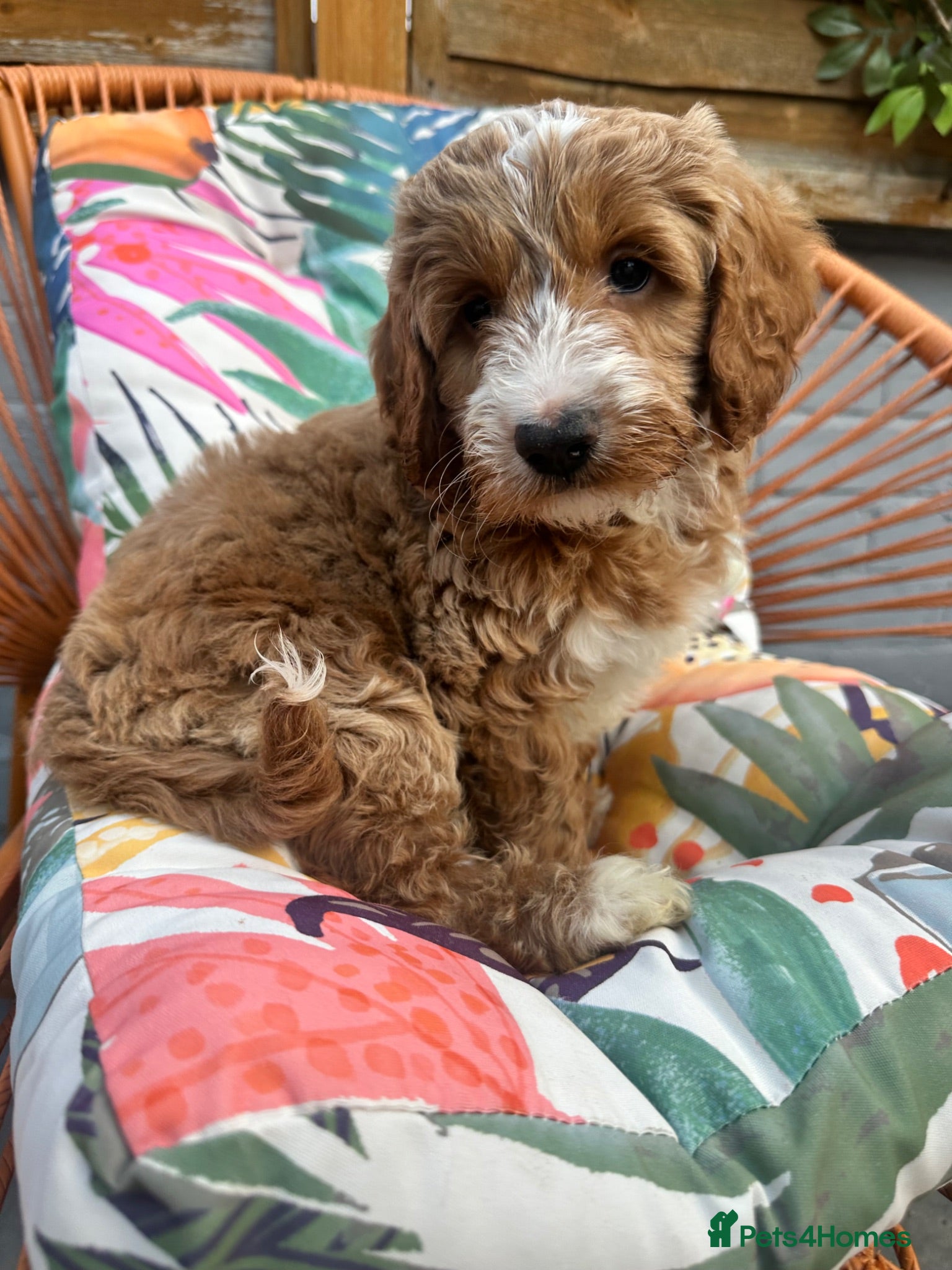 Australian Labradoodle dogs *4 boys ready now 🏡* Australian labradoddles - Advert 2