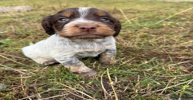 Cocker Spaniel dogs - Advert 10