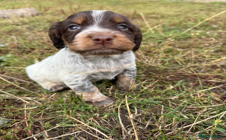Cocker Spaniel dogs - Advert 4