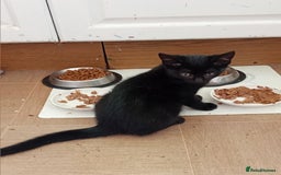 Mixed Breed cats for sale: Jolanta - Image 4