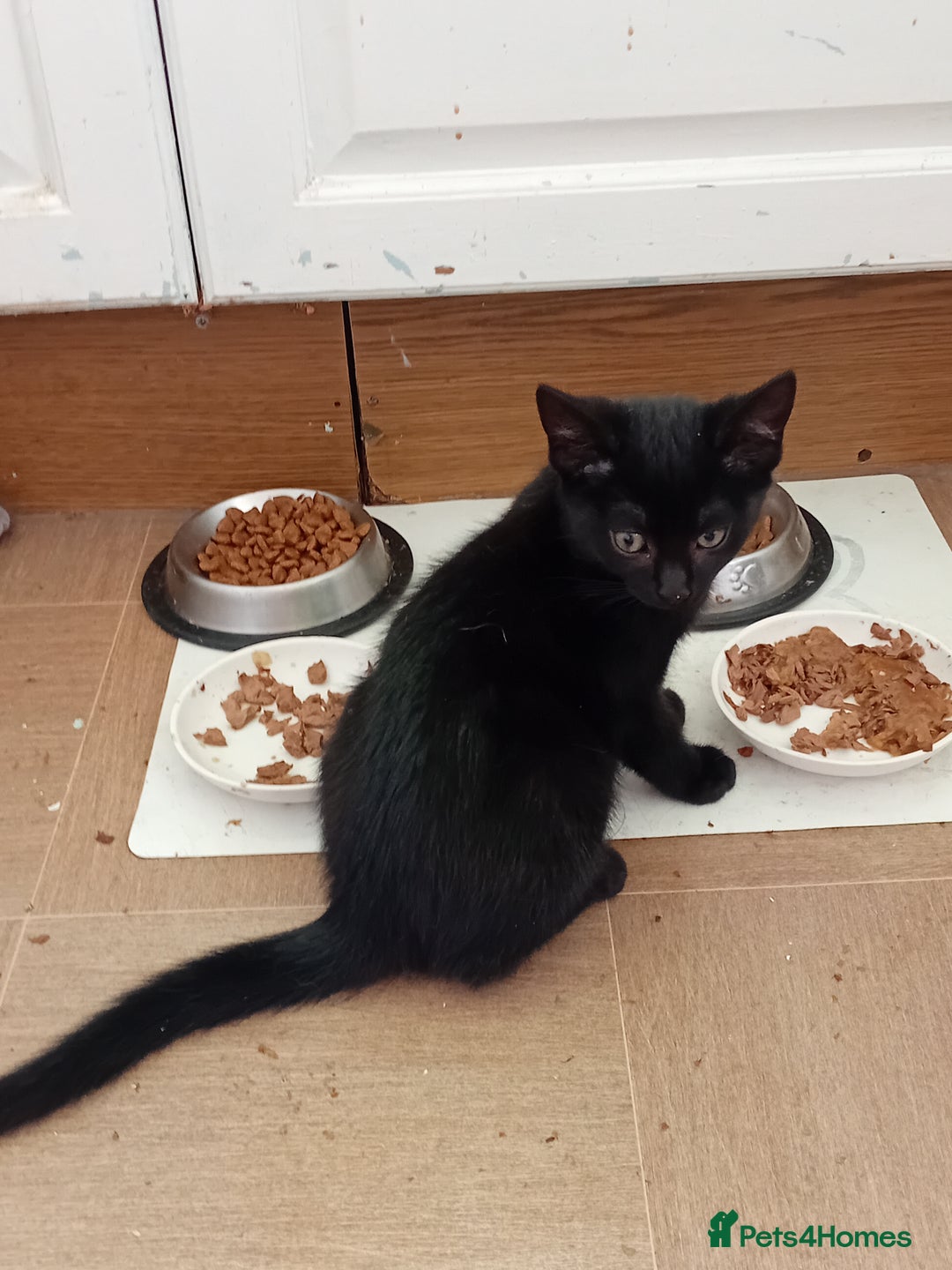 Mixed Breed cats for sale: Jolanta - Image 4