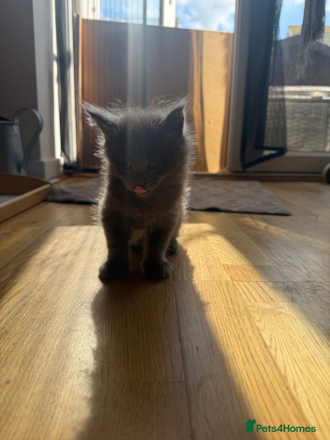 Maine Coon cats for sale: Maine Coon Kittens for sale - Image 31