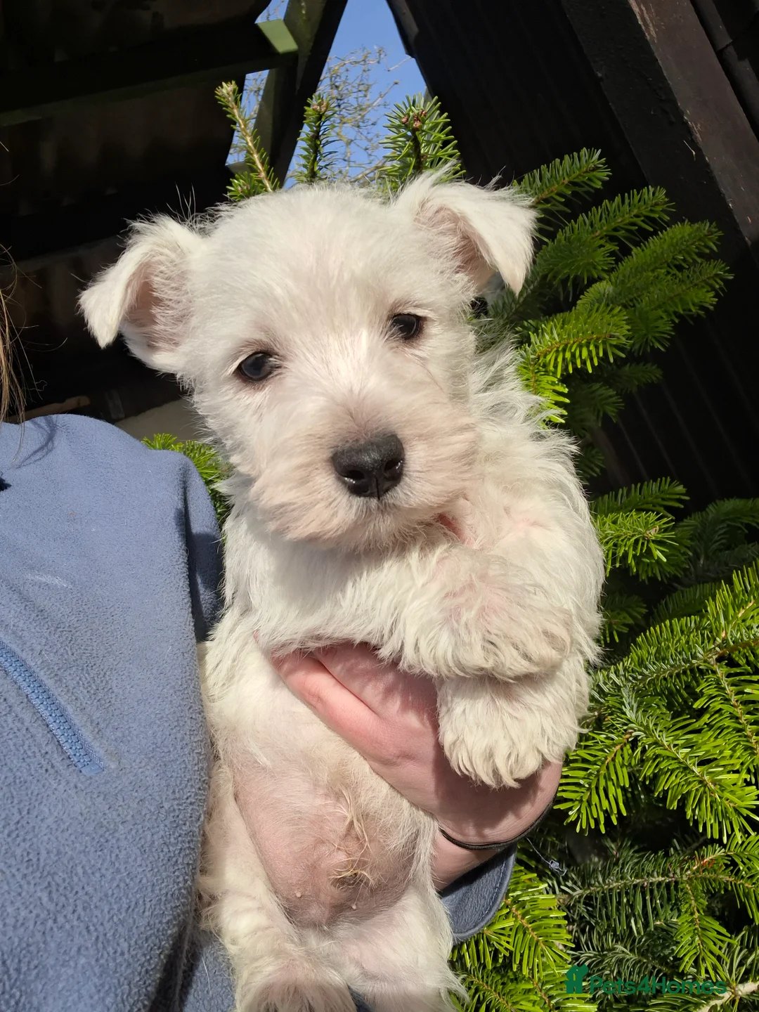 West Highland Terrier dogs for sale: Beautiful westies available - Advert 5