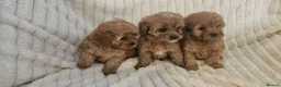 Cavapoo dogs for sale: Cavapoo Deep Red Puppies  - Advert 3
