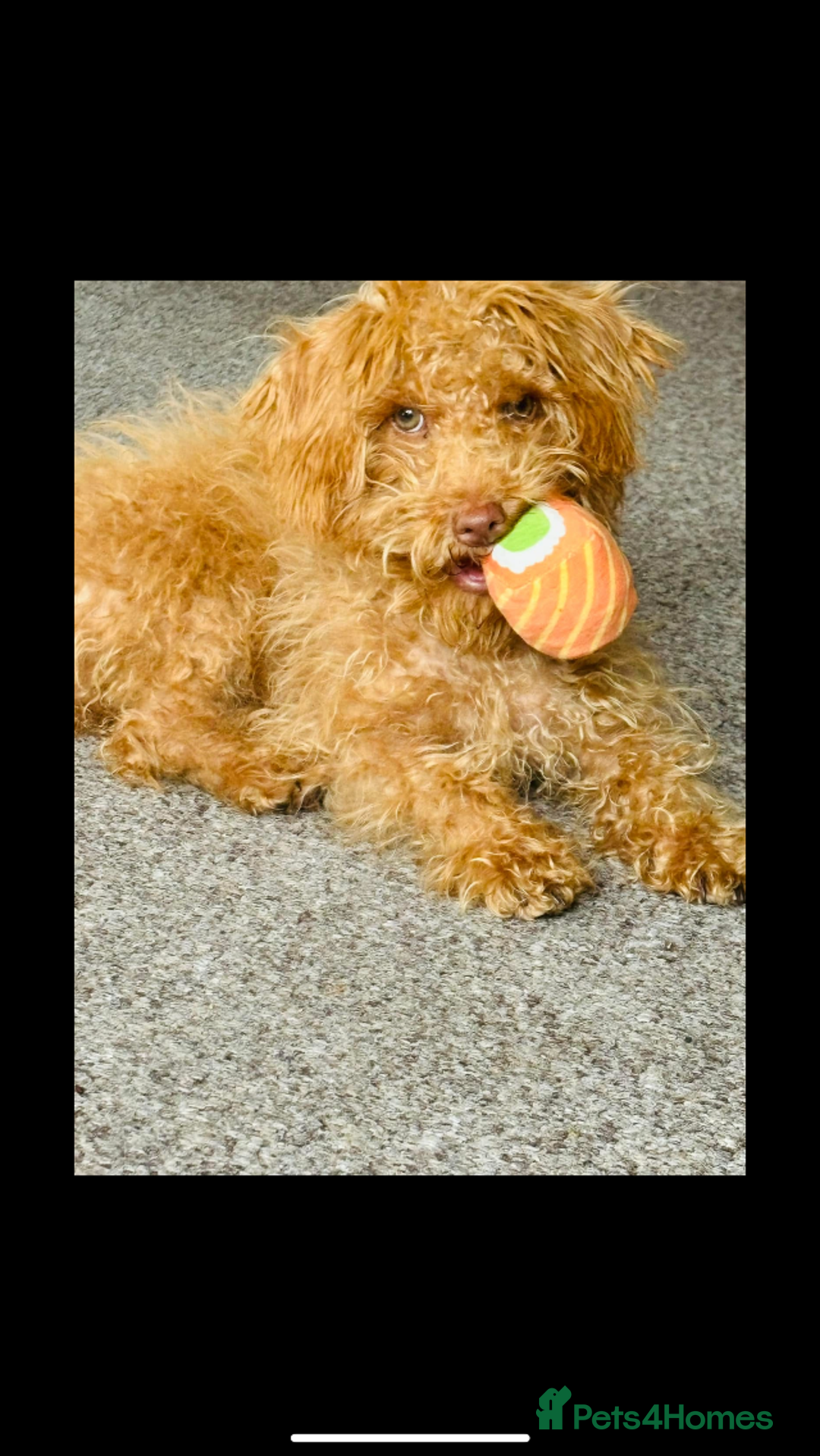 Yorkiepoo dogs for sale: Tiny adorable yorkiepoo puppies - Image 7