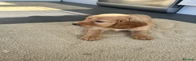 Cockapoo 5