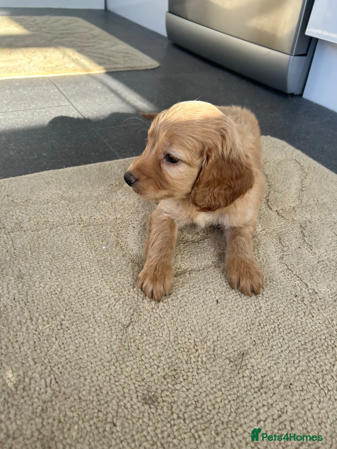 Cockapoo dogs for sale: Stunning F1B cockapoo pups - Advert 11
