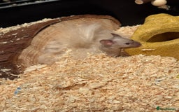 Mouse rodents for sale: 2 female fancy mice for sale  - Image 2