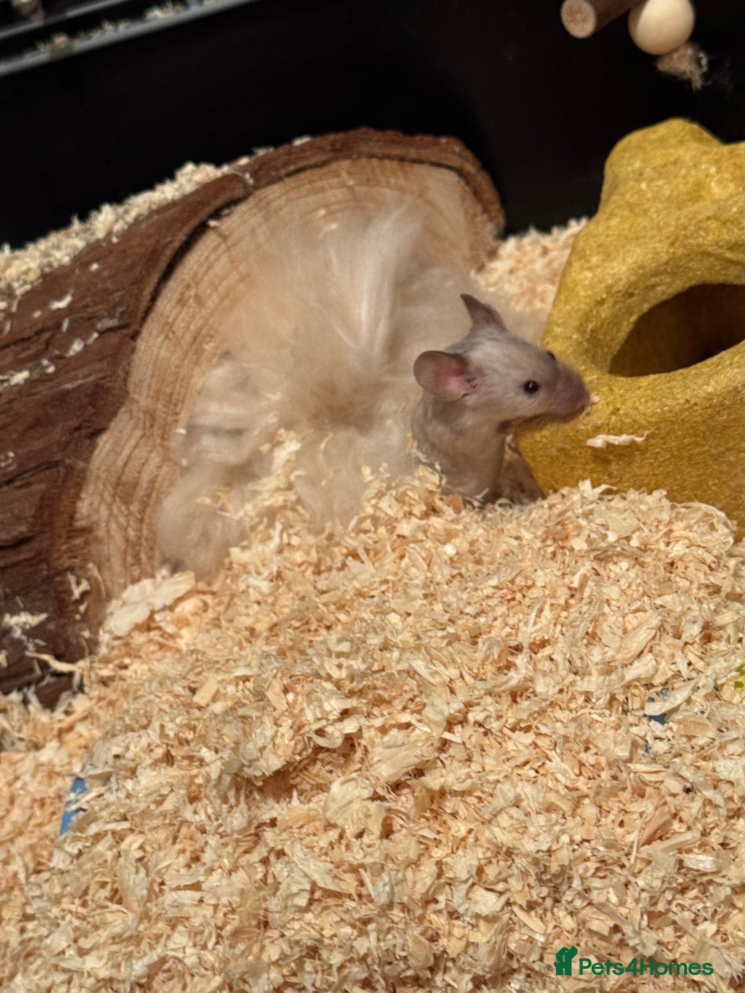 Mouse rodents for sale: 2 female fancy mice for sale  - Image 2