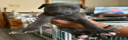 Whippet dogs for sale: Whippet puppies for sale in Grimsby - Advert 13