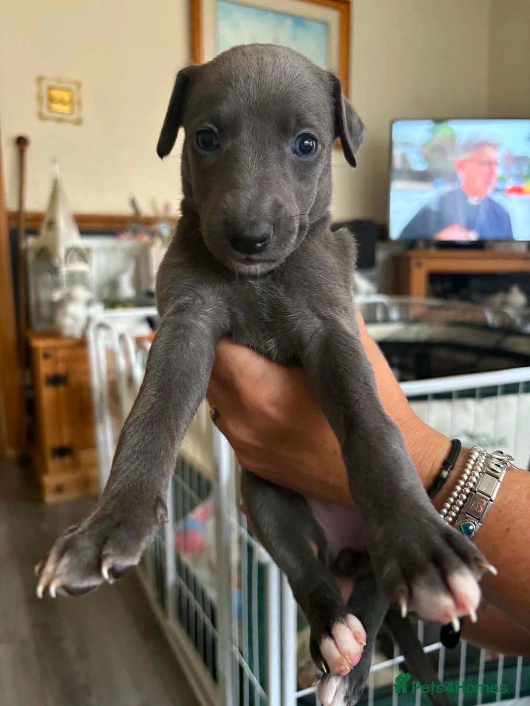 Whippet dogs for sale: Whippet puppies for sale in Grimsby - Advert 13