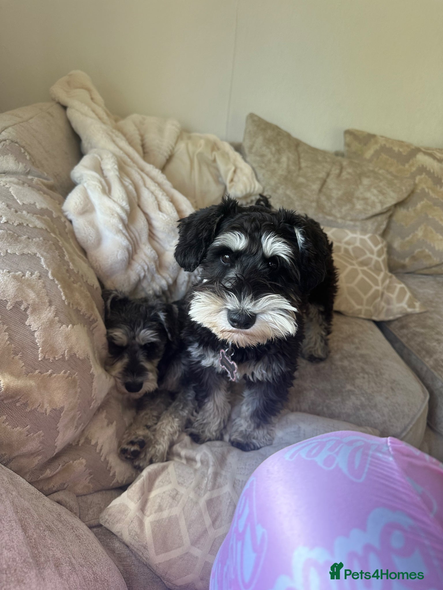 Miniature Schnauzer dogs for sale: Miniature schnauzer girl  - Advert 3