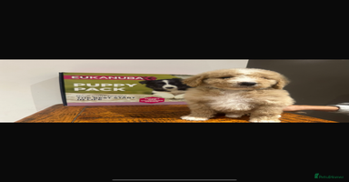 Mixed Breed dogs F1B SAINTBERNADOODLE NOVA 1295 B/W GIRL - Advert 8