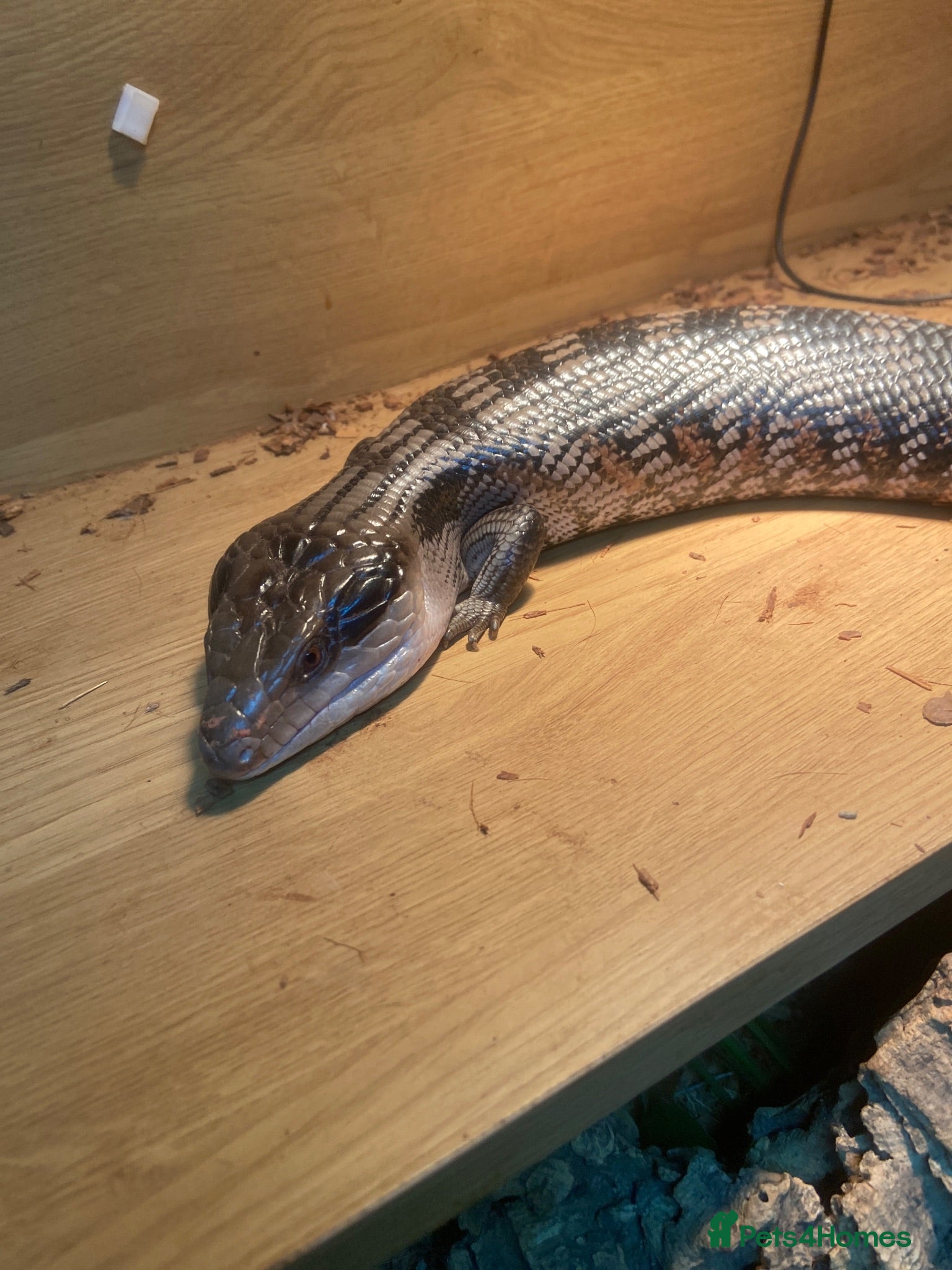 Skink reptiles Blue tounge skink available  - Advert 1