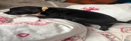 Mixed Breed dogs for sale: Presa Canario × Staffordshire Bull Terrier Puppies in Wrexham - Advert 17