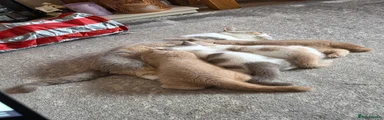 British Shorthair 2