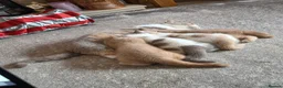 British Shorthair cats for sale: Kitten 1 - Advert 3