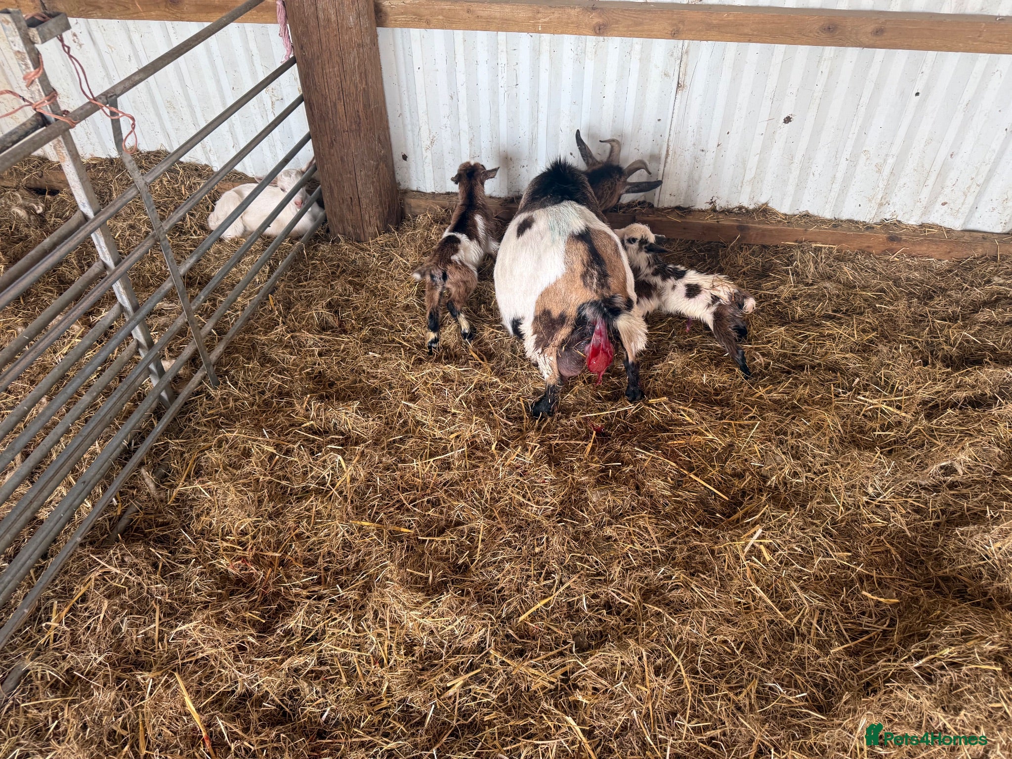 Goats livestock Beautiful baby mini pigmy goats  - Advert 18