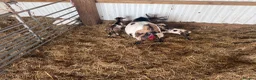 Goats livestock for sale: Beautiful baby mini pigmy goats  - Advert 1