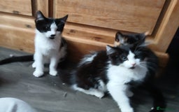 Maine Coon cats for sale:  Vet check. Full Vaccinated. Microchiped kittens in Sudbury - Image 32