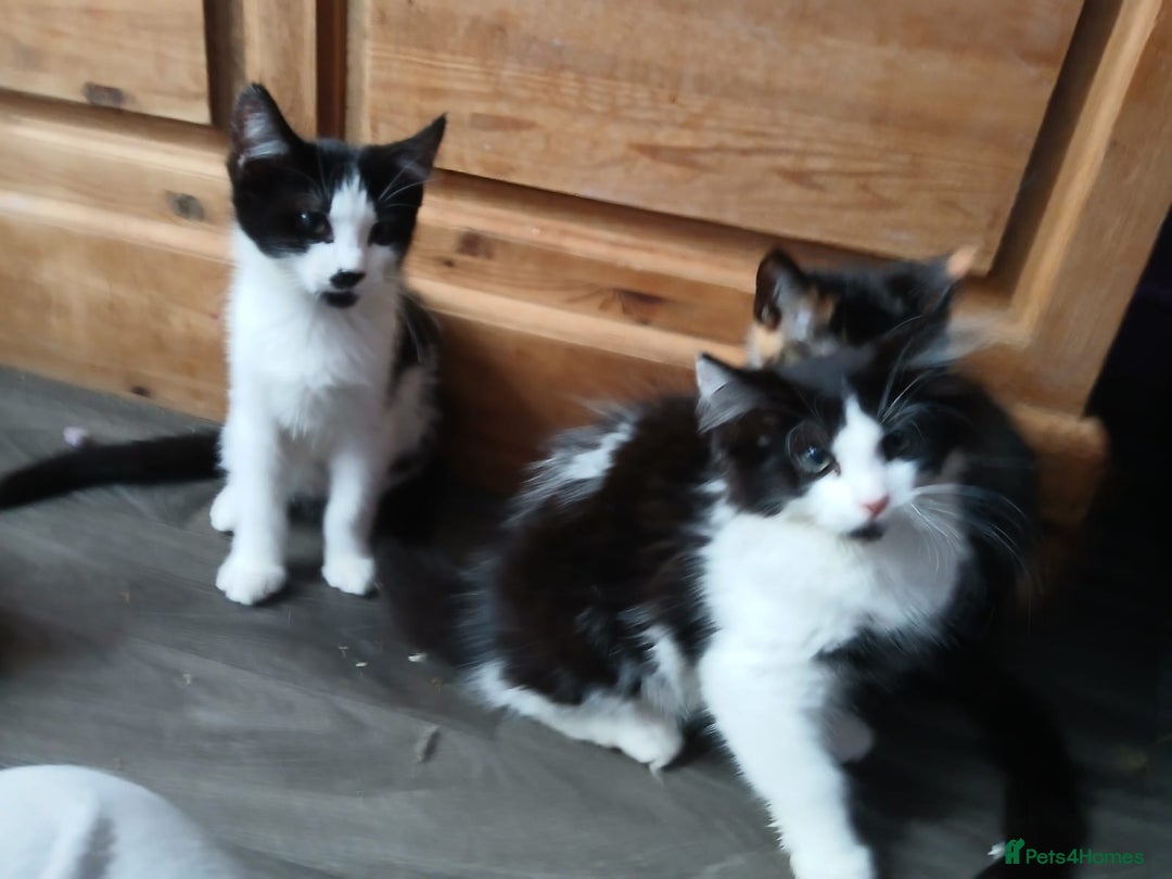 Maine Coon cats for sale:  Vet check. Full Vaccinated. Microchiped kittens in Sudbury - Image 32