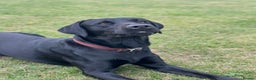 Labrador Retriever dogs for stud: KC registered Labrador Stud - Advert 6