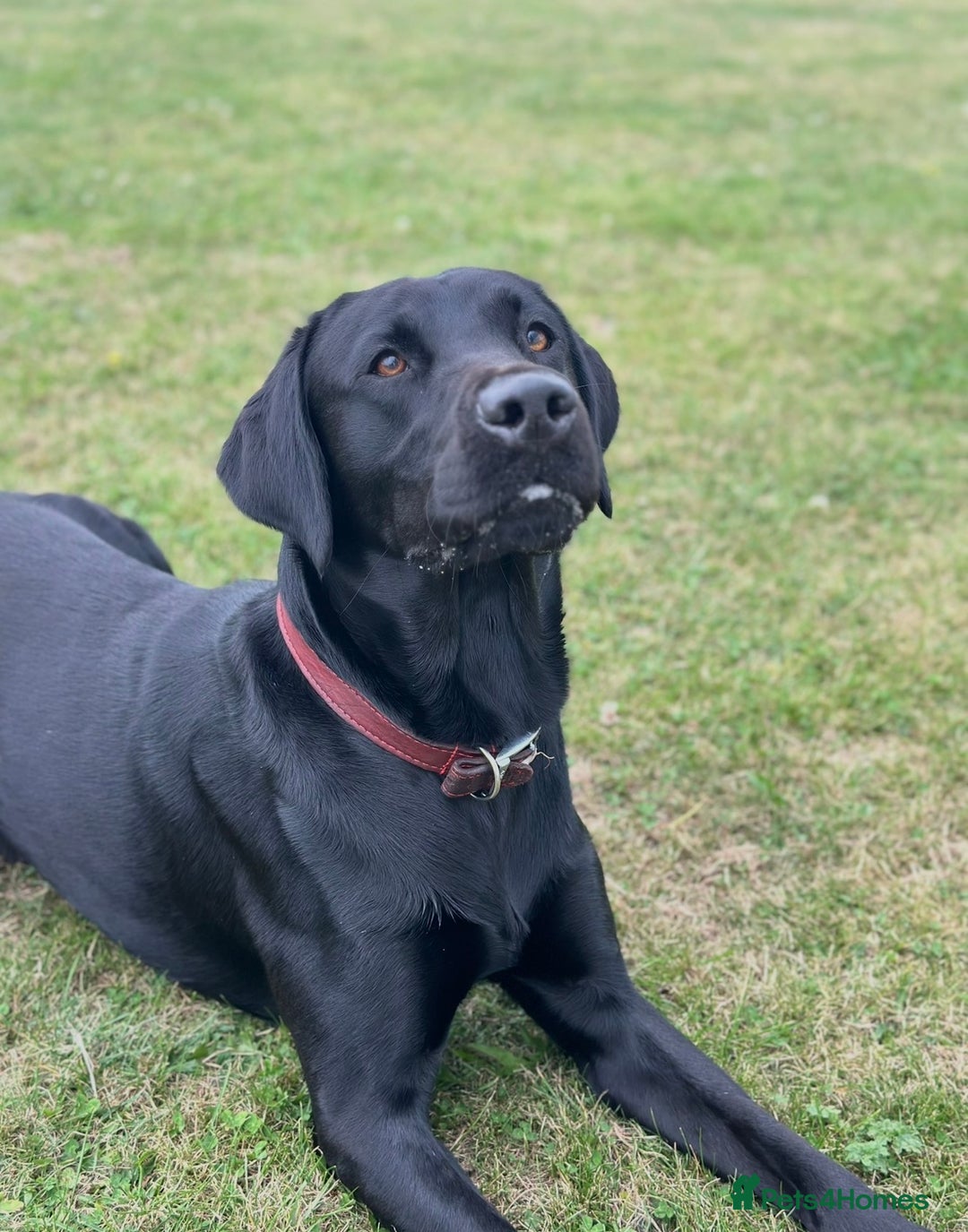 Labrador Retriever dogs for stud: KC registered Labrador Stud - Advert 6