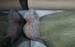 Gecko reptiles for sale: Juvenile gargoyle gecko, red and orange! - Image 2