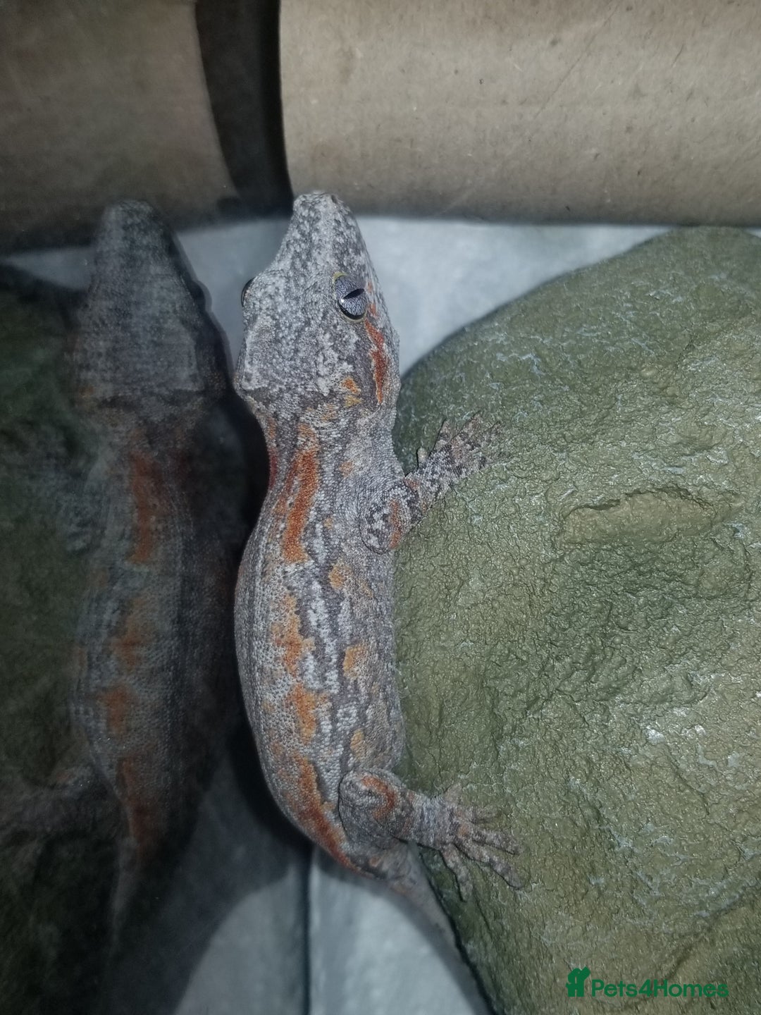 Gecko reptiles for sale: Juvenile gargoyle gecko, red and orange! - Image 2