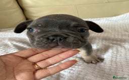 French Bulldog dogs for sale: Beautiful French Bulldogs Puppies for Sale  - Image 9