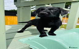 Labrador Retriever dogs for sale: KC Registered Labrador Babies 🐾🐾🐾 - Image 16