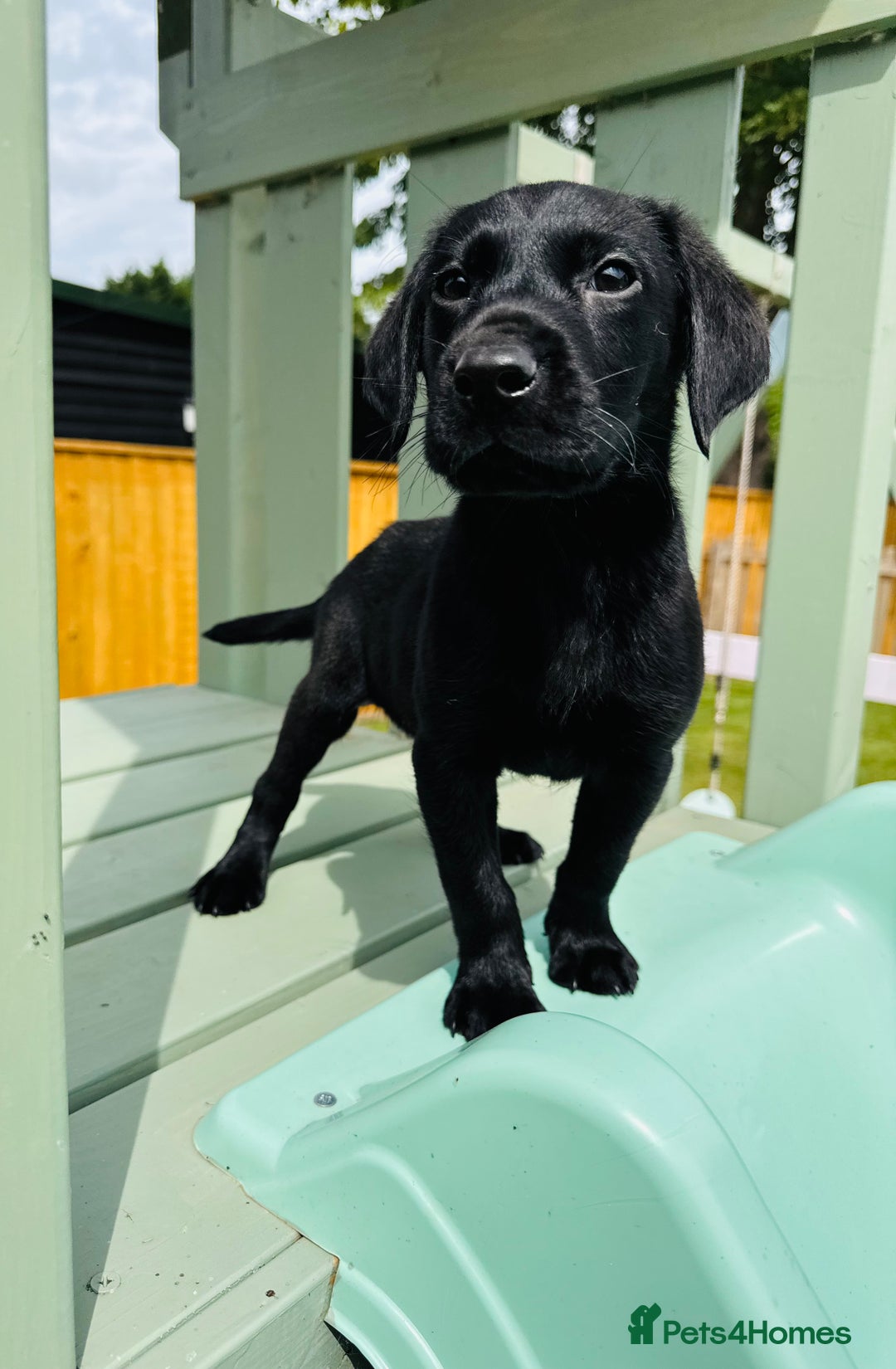 Labrador Retriever dogs for sale: KC Registered Labrador Babies 🐾🐾🐾 - Image 16