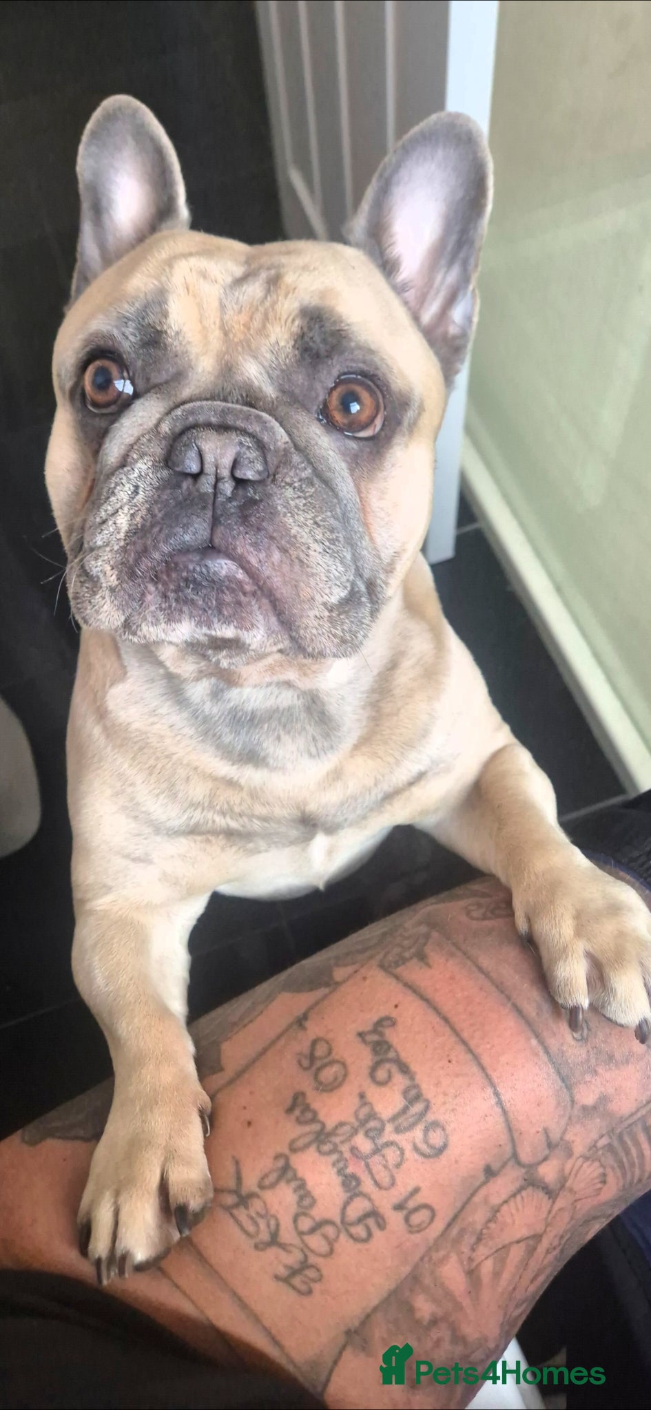French Bulldog dogs for sale: French Bulldog in need of a new forever home... in Bexleyheath - Advert 2