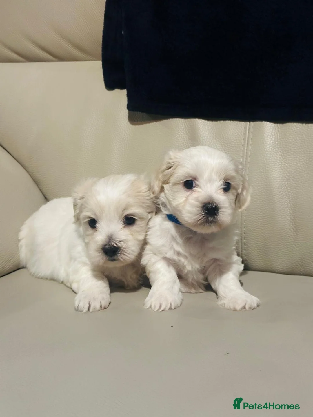 Maltese dogs for sale: Maltese puppies  - Advert 2