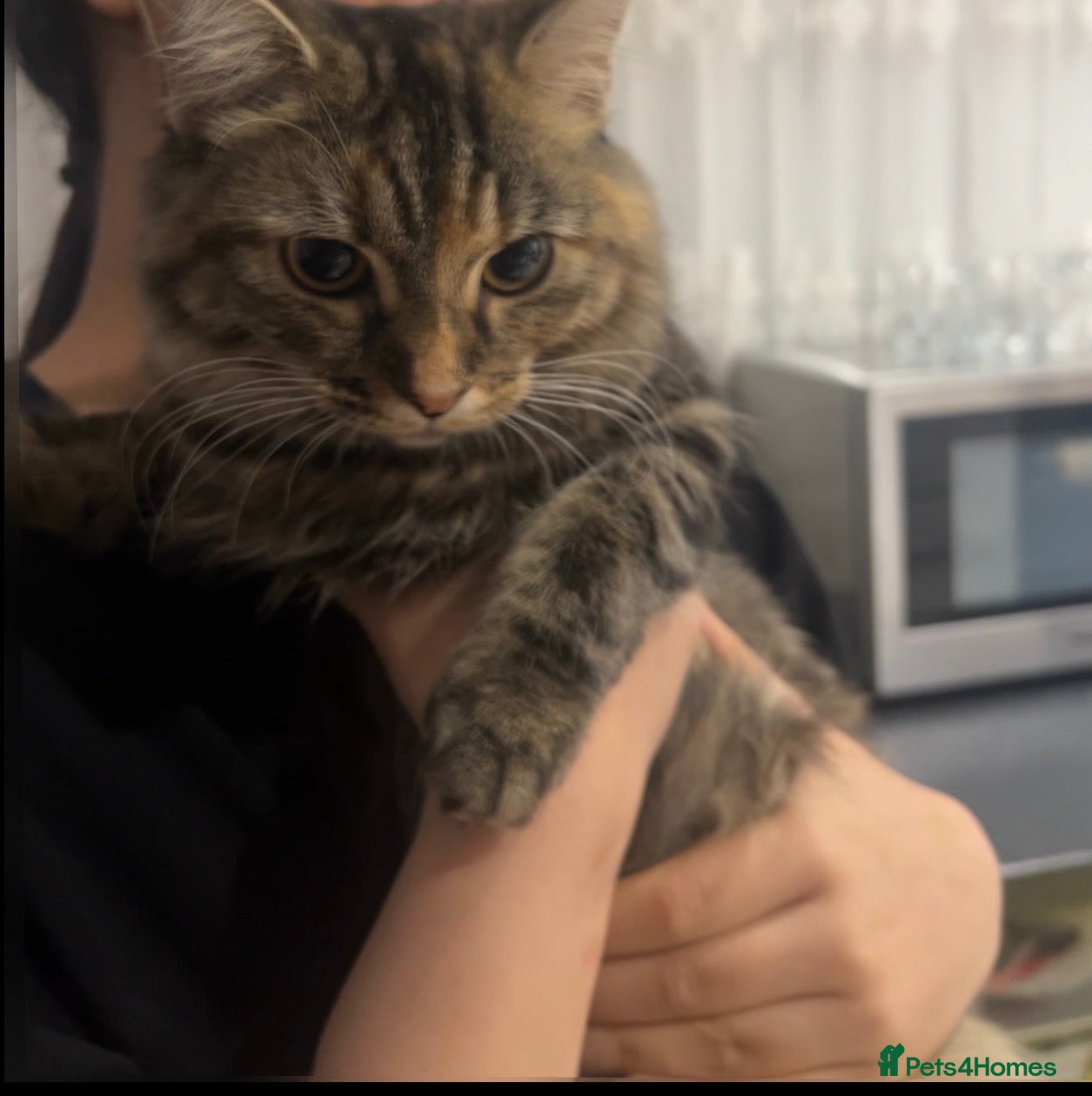 British Longhair cats for sale: Long hair and short hair tabby! - Advert 13
