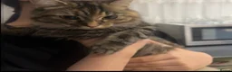 British Longhair cats for sale: Long hair and short hair tabby! - Advert 1