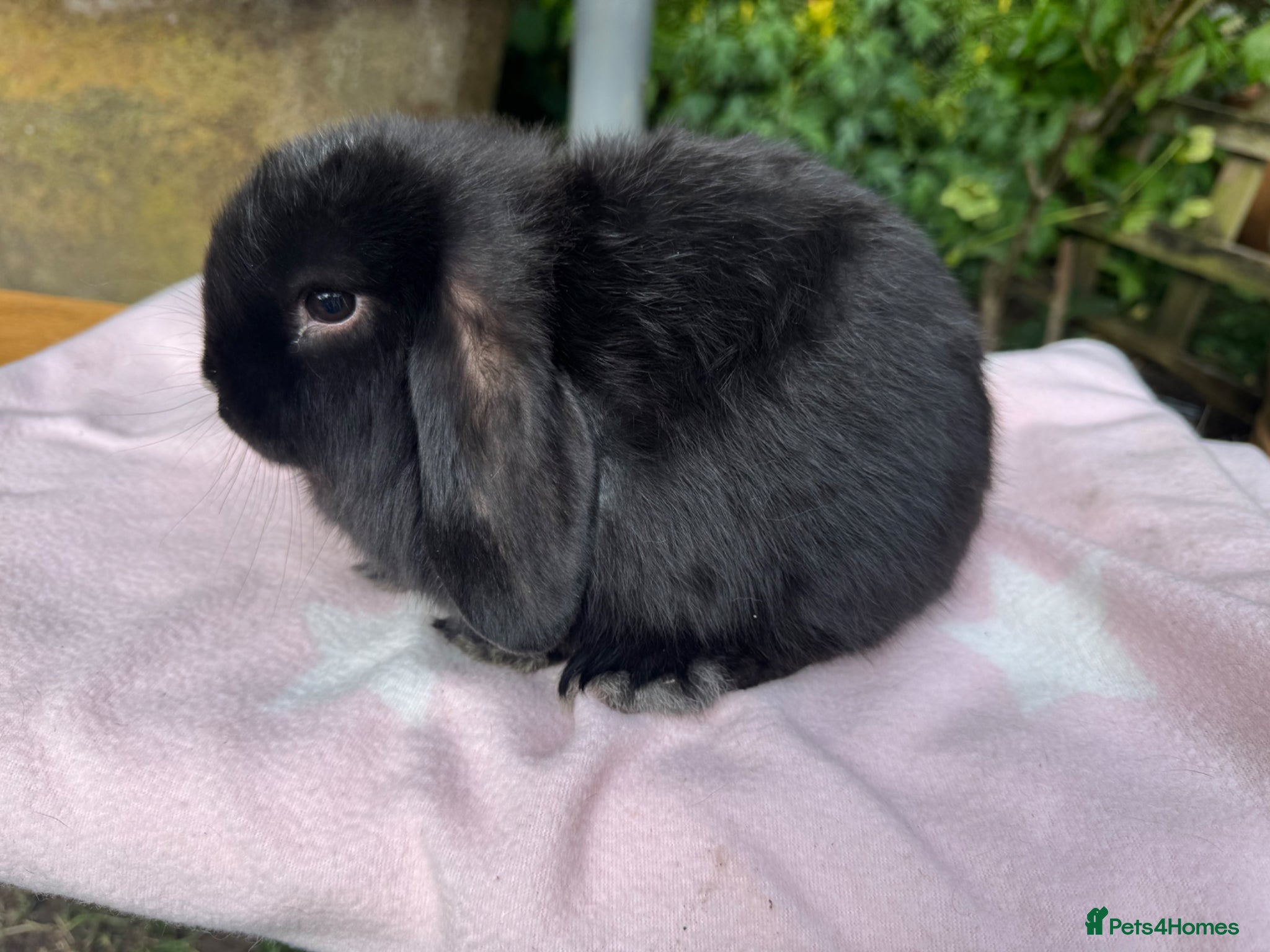 Mini Lop rabbits Beautiful mini lops for sale and 1 Lionlop  - Advert 2