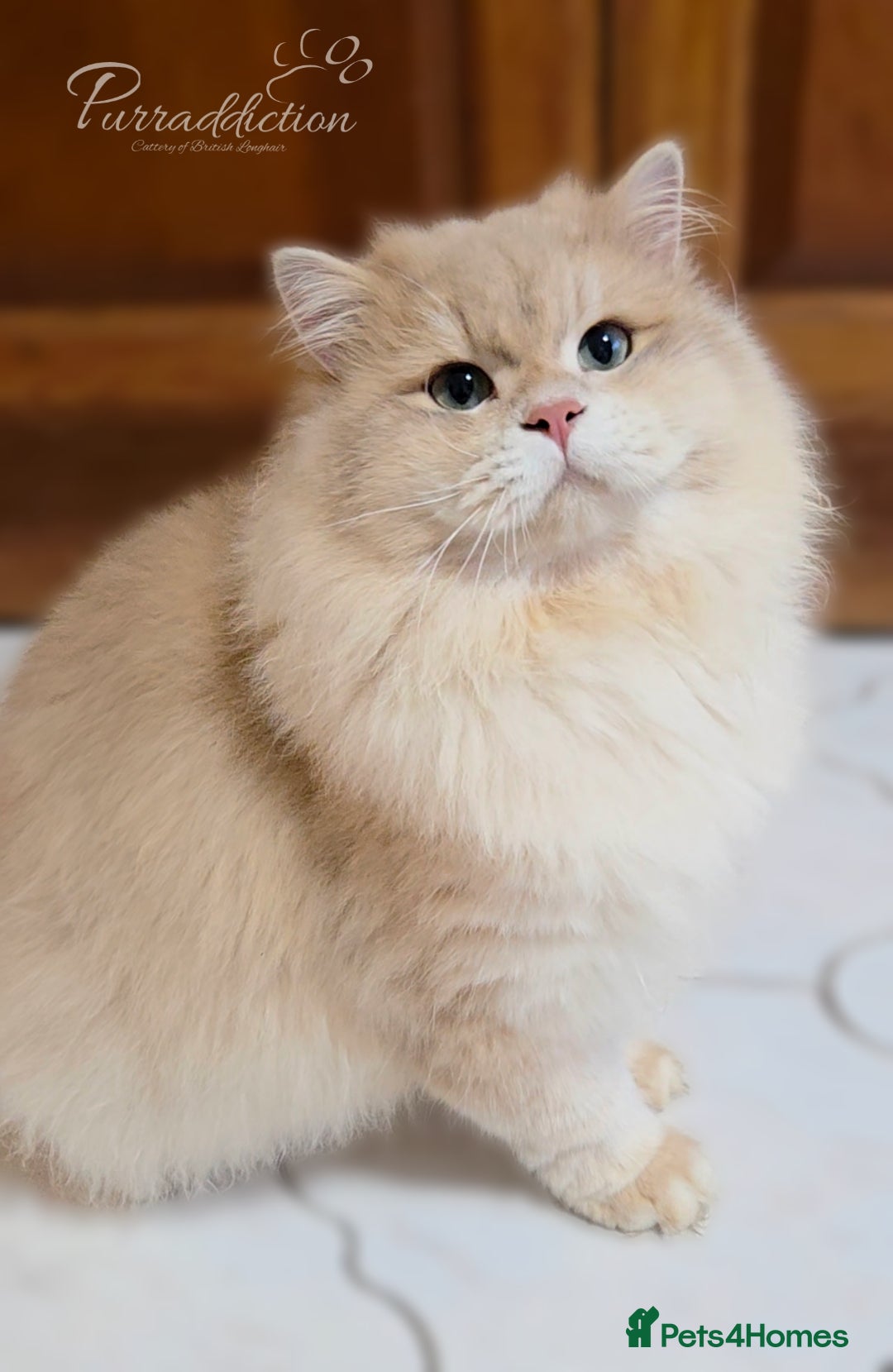 British Longhair cats for sale: Blue Golden Tipped Boy  - Advert 1