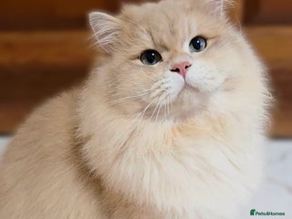 British Longhair cats Blue Golden Tipped Boy - Advert 1