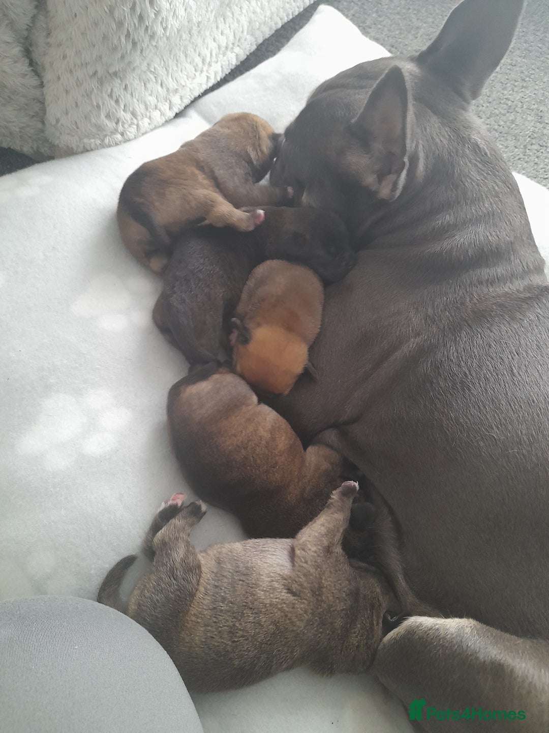 Mixed Breed dogs for sale: Puppies for sale ready 10th September - Image 2