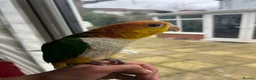 Parrots birds for sale: Tame Hand Reared Parrot Caique with huge Cage - Advert 1