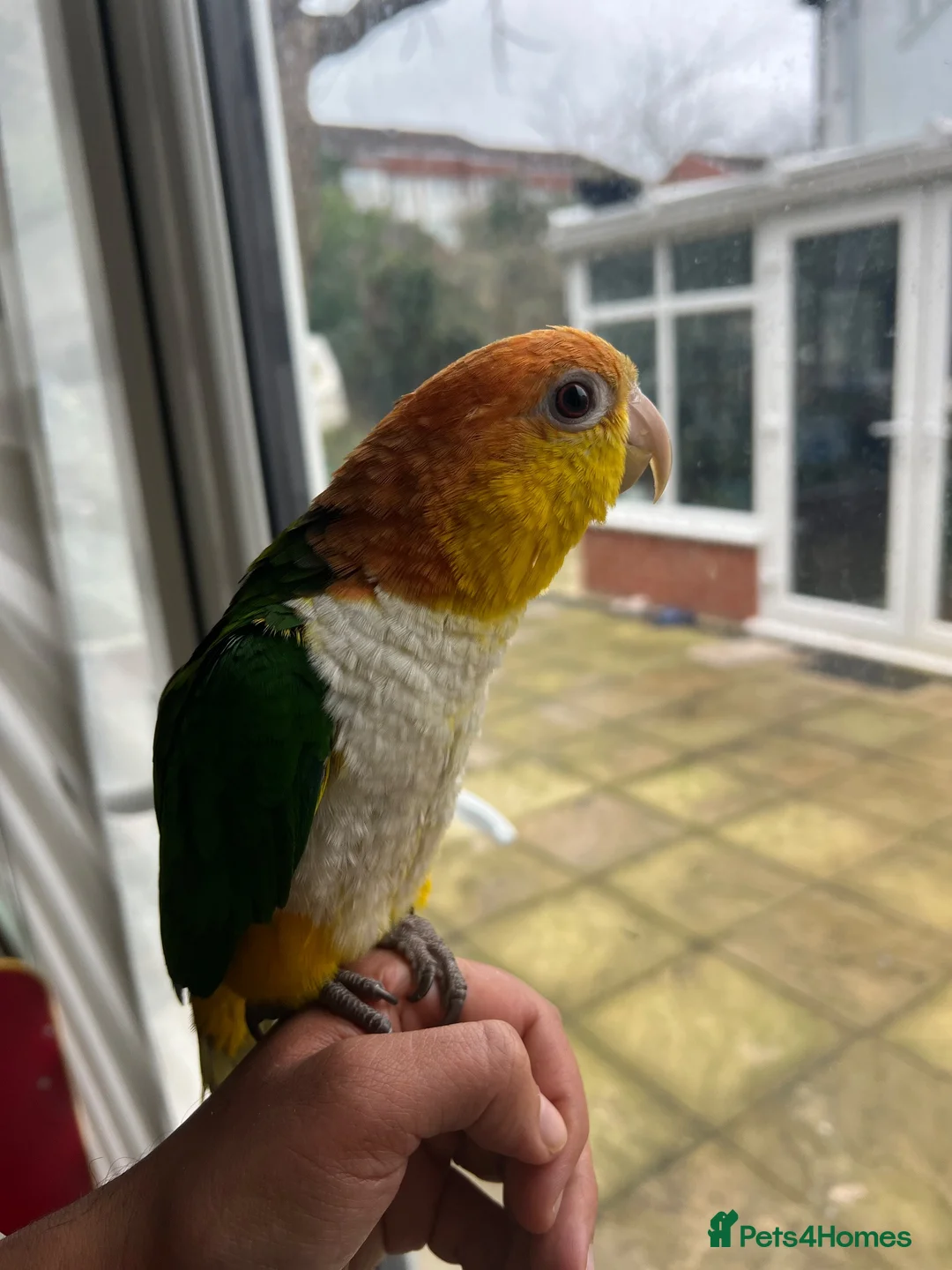 Parrots birds for sale: Tame Hand Reared Parrot Caique with huge Cage - Advert 1