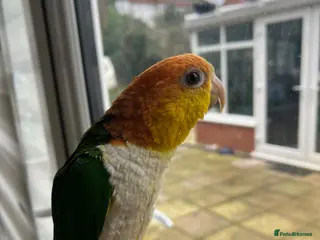 Parrots birds Hand-Reared Yellow-Bellied Caique with huge Cage - Advert 3