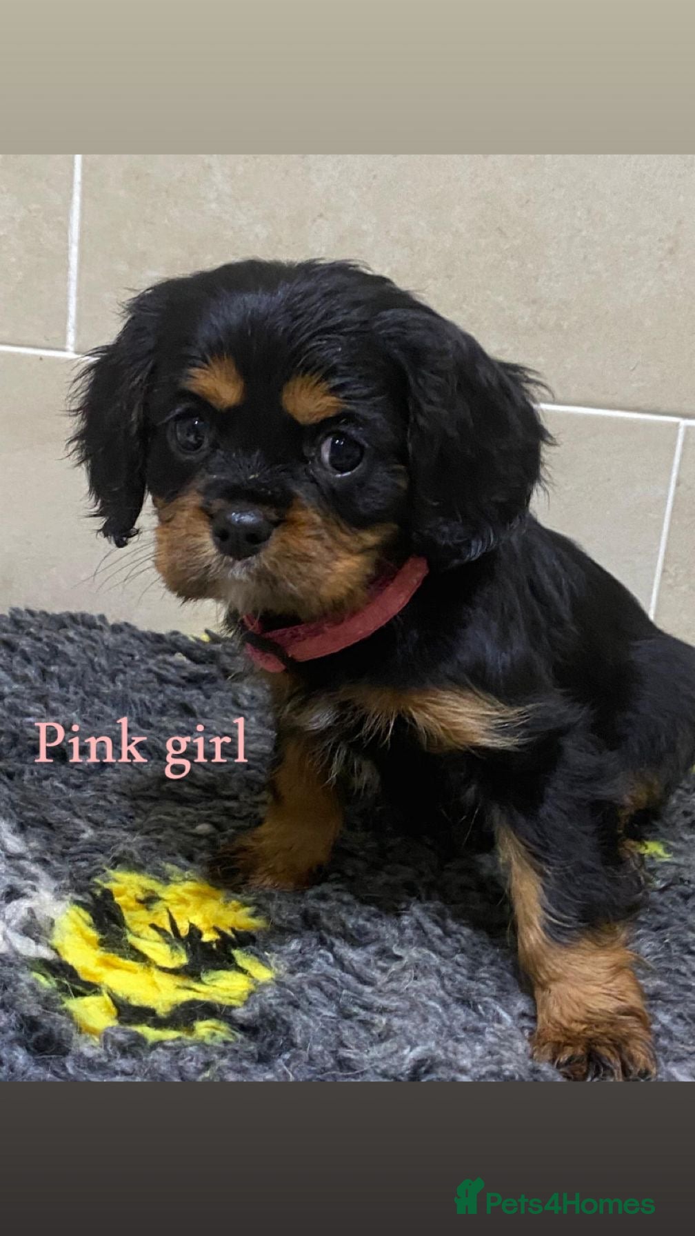 Cavalier King Charles Spaniel dogs Cavalier King Charles  - Advert 6