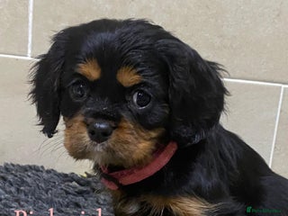 Cavalier King Charles Spaniel dogs Cavalier King Charles - Advert 3