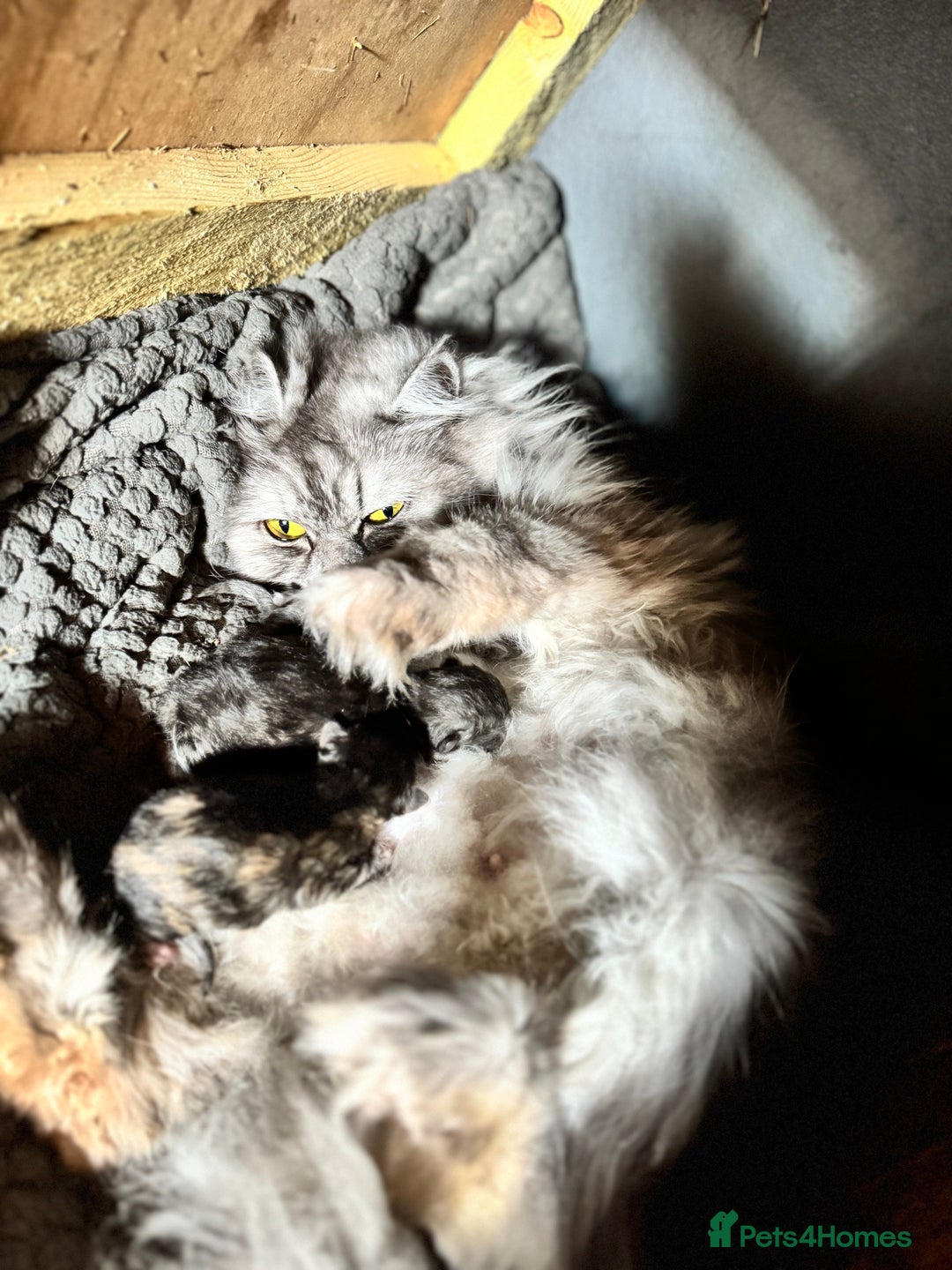 Persian cats for sale: Chinchilla Persians  - Advert 12