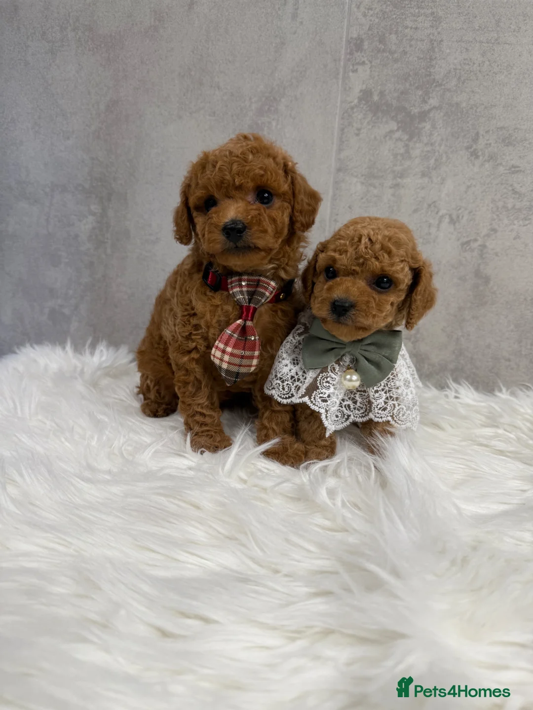 Toy Poodle dogs for sale: Asian type toy poodle  - Advert 1